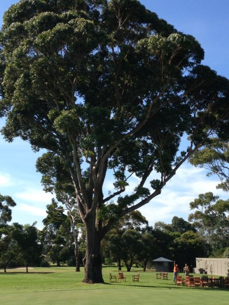 BigTree