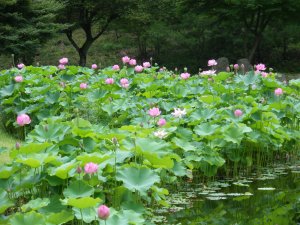 唐沢GC三好コース|ゴルフ場写真1