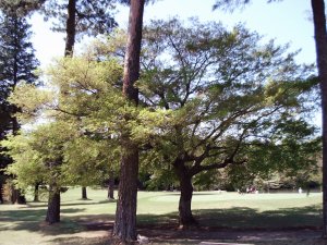 20090415
