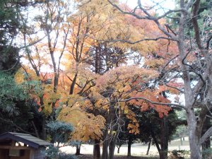 20091129